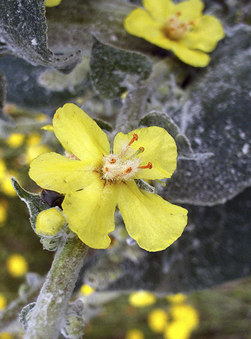 Gordolobo (Verbascum pulverulentum)