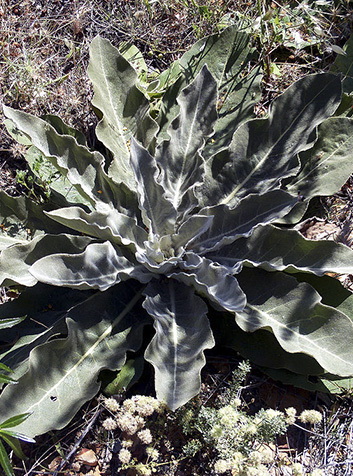 Gordolobo (Verbascum pulverulentum)