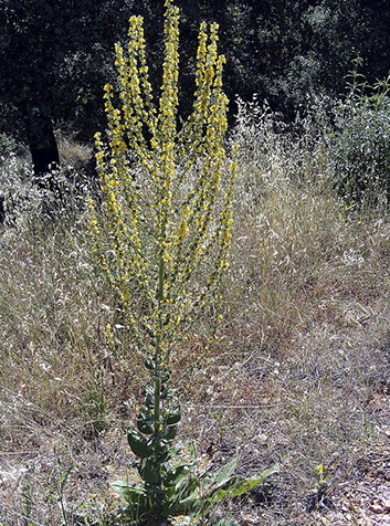 Gordolobo (Verbascum pulverulentum)