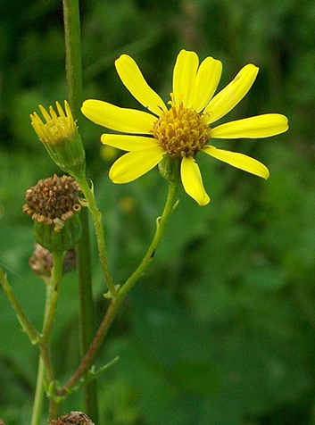 Hierba de Santiago (Senecio jacoabea). Foto: Pauk.(CC BY-SA 2.0) 