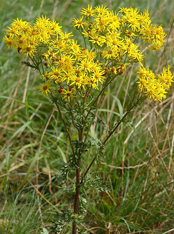 Hierba de Santiago (Senecio jacoabea). Foto: Christian Fischer.(CC BY-SA 3.0) 