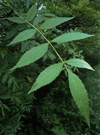 Hojas de Fresno (Fraxinus angustifolia)