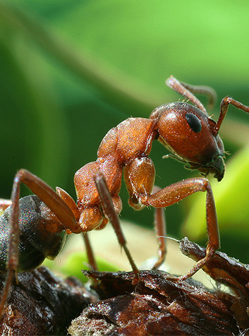 Hormiga verdadera (Formica rufa)