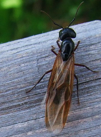 Hormiga verdadera (Formica rufa). Foto:Jerzy Opioła.GNU License