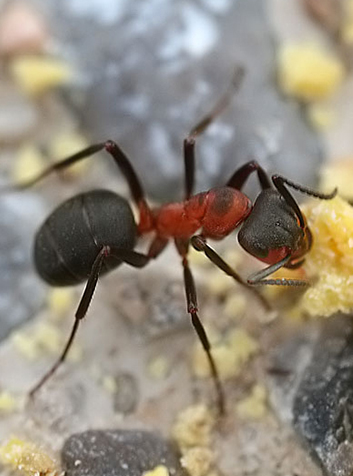 Hormiga verdadera (Formica rufa). Foto:Richard Bartz. (CC BY-SA 2.5) 