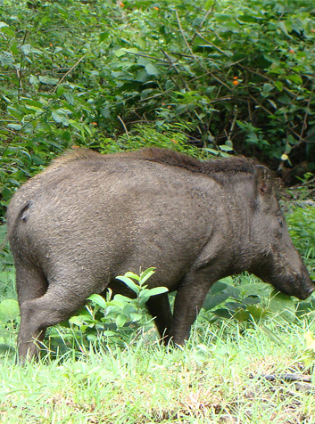 Jabalí (Sus scrofa). Foto:Peter Maas.(CC BY-SA 3.0) 