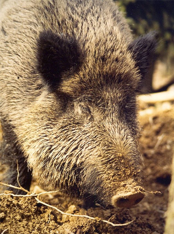 Jabalí (Sus scrofa)