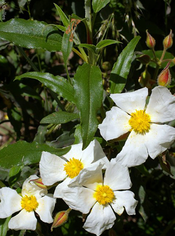 Jara lauriforme( Cistus laurifolius)