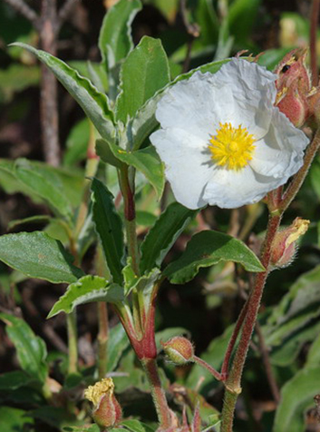 Jara lauriforme( Cistus laurifolius)