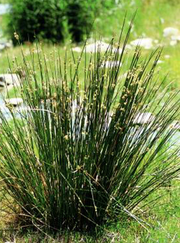 Junco churrero (Scirpus holoschoenus)