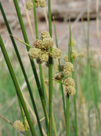 Junco churrero (Scirpus holoschoenus). Foto:Xemenendura.GNU License