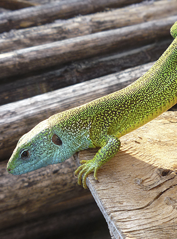 Lagarto verde (Lacerta viridis)