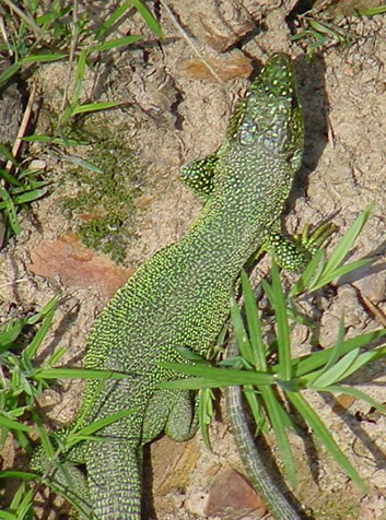 Lagarto verde (Lacerta viridis)