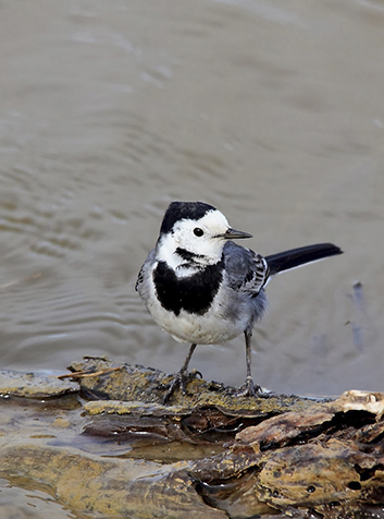 Lavandera común (Motacilla alba). Foto:Artur Mikołajewski.(CC BY-SA 3.0) 