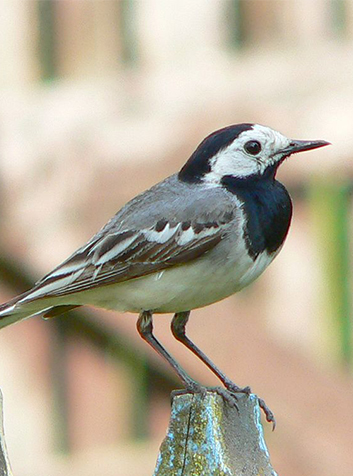 Lavandera común (Motacilla alba)