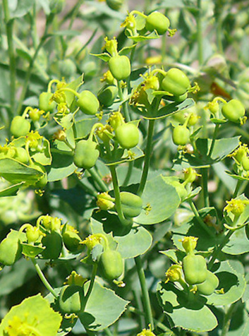 Lechetrezna (Euphorbia sp.)