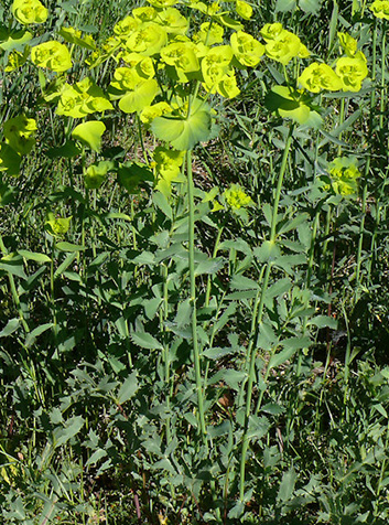 Lechetrezna (Euphorbia sp.)