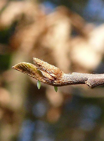 Limonera (Gonepteryx rhamni)