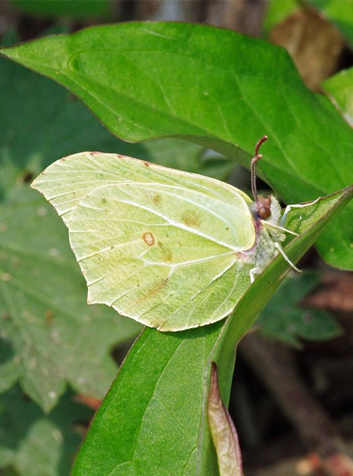 Limonera (Gonepteryx rhamni)