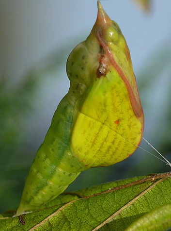 Limonera (Gonepteryx rhamni)