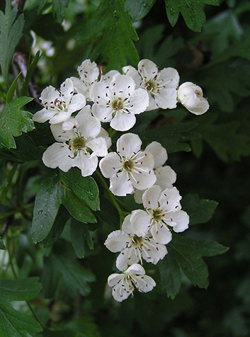 Majuelo (Crataegus monogyna)