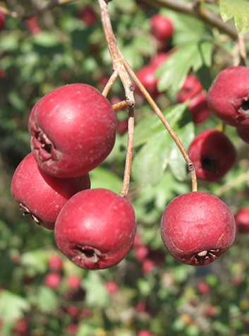 Majuelo (Crataegus monogyna)