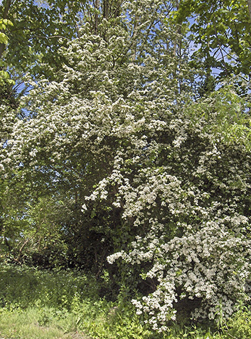 Majuelo (Crataegus monogyna). Foto:JoJan.(CC BY-SA 3.0) 