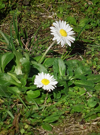 Margarita común (Bellis perennis). Foto: 4028mdk09. (CC BY-SA 3.0) 