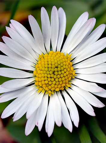 Margarita común (Bellis perennis). Foto:André Karwath aka. (CC BY-SA 2.5) 