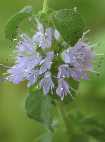 Menta (Mentha pulegium)