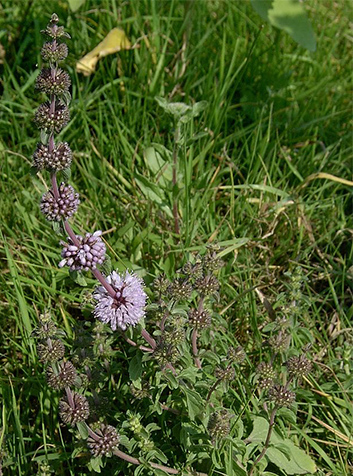 Menta (Mentha pulegium). Foto:Kenraiz.GNU License