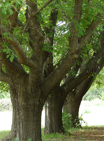 Morera (Morus alba)