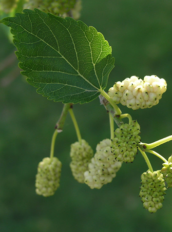 Morera (Morus alba). Foto:Luis Fernández García.(CC BY-SA 2.1 ES) 