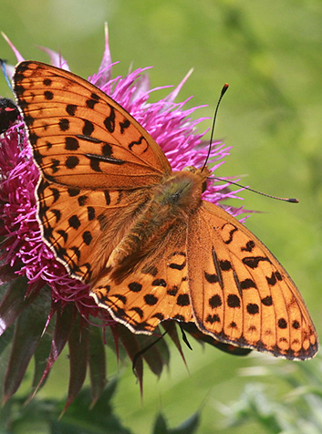 Nacarada (Argynnis paphia)