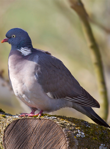 Paloma torcaz  (Columba palumbus)