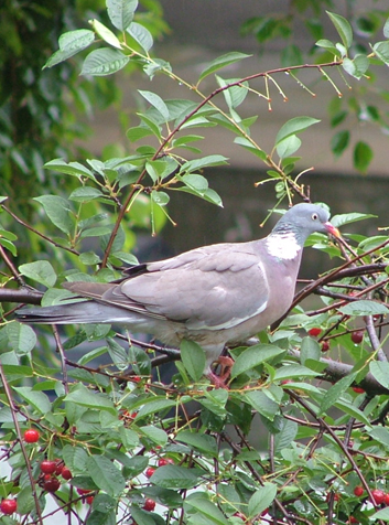 Paloma torcaz  (Columba palumbus)