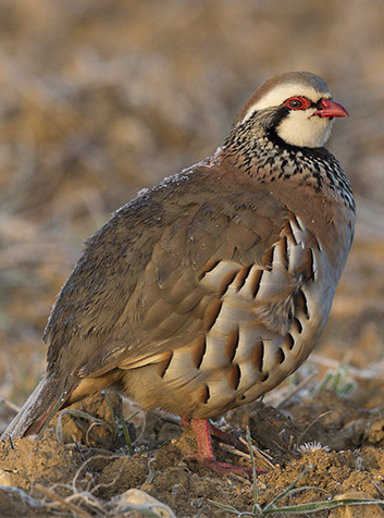 Perdiz  (Alectoris rufa). Foto:Pierre Dalous.(CC BY-SA 3.0) 