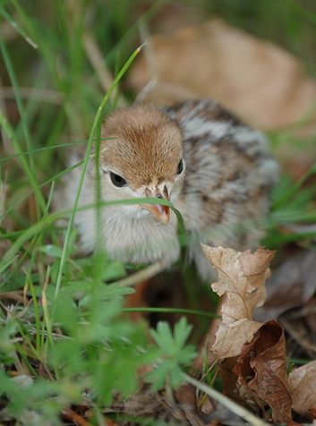 Perdiz  (Alectoris rufa). Foto:Benjah-bmm27