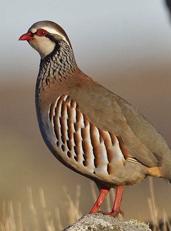 Perdiz  (Alectoris rufa). Foto:Juan Lacruz.(CC BY-SA 3.0) 