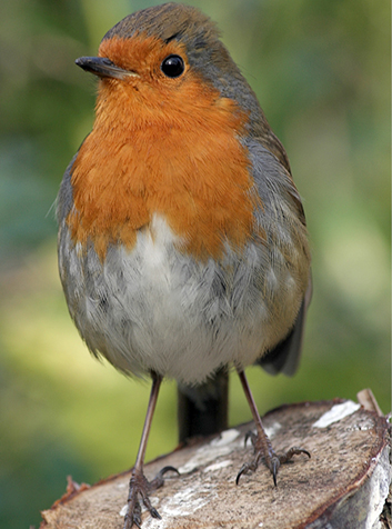 Petirrojo (Erithacus rubecula). Foto:Diamonddavej.(CC BY-SA 3.0) 