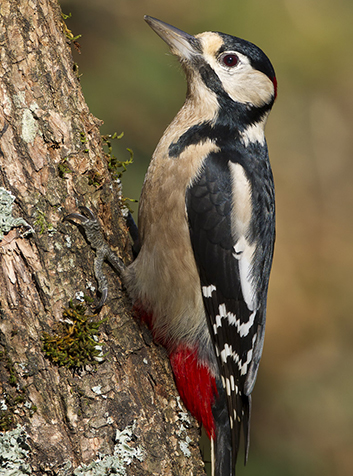 Pico picapinos (Dendrocopos major)