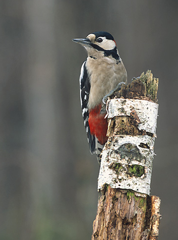 Pico picapinos (Dendrocopos major).Foto:Marek Szczepanek.GNU License