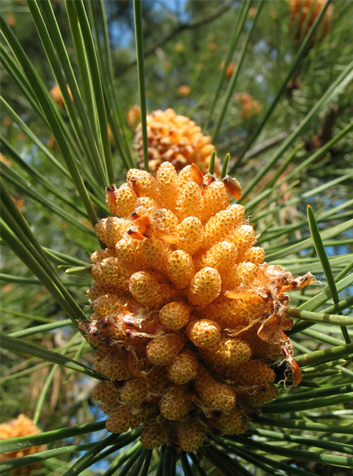 Pino resinero (Pinus pinaster). Foto:Ricardo.(CC BY 2.5 ES) 