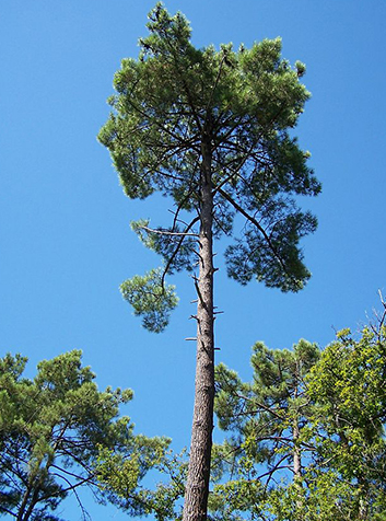 Pino resinero (Pinus pinaster). Foto:William Scot.(CC BY-SA 2.5) 