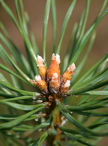 Pino silvestre (Pinus sylvestris)