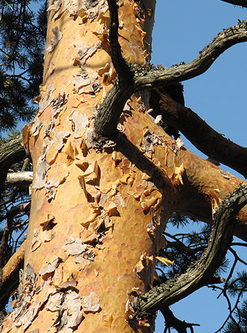 Pino silvestre (Pinus sylvestris)