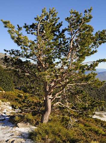 Pino silvestre (Pinus sylvestris)