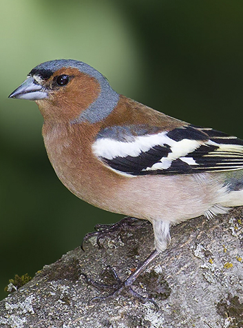 Pinzón (Fringilla coelebs)