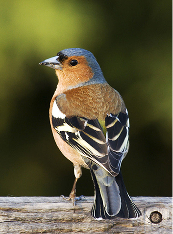 Pinzón (Fringilla coelebs). Foto:MichaelMaggs.(CC BY-SA 2.5) 