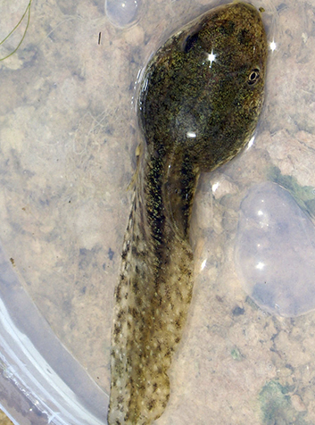 Rana común (Pelophylax perezi). Foto:David Perez.GNU License